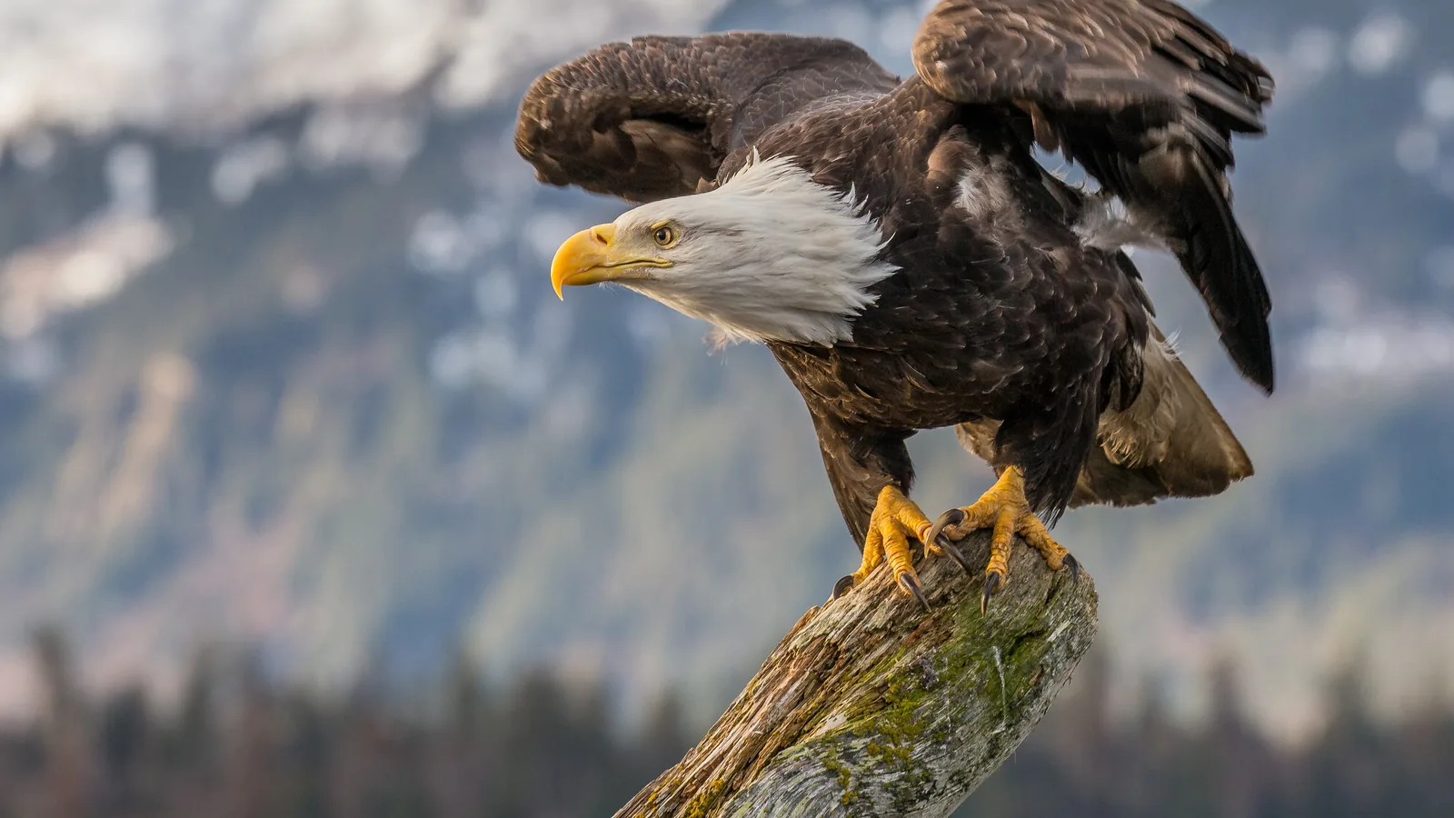 Bald Eagle with wings half raised on a weathered perch, snowy Alaskan mountains behind