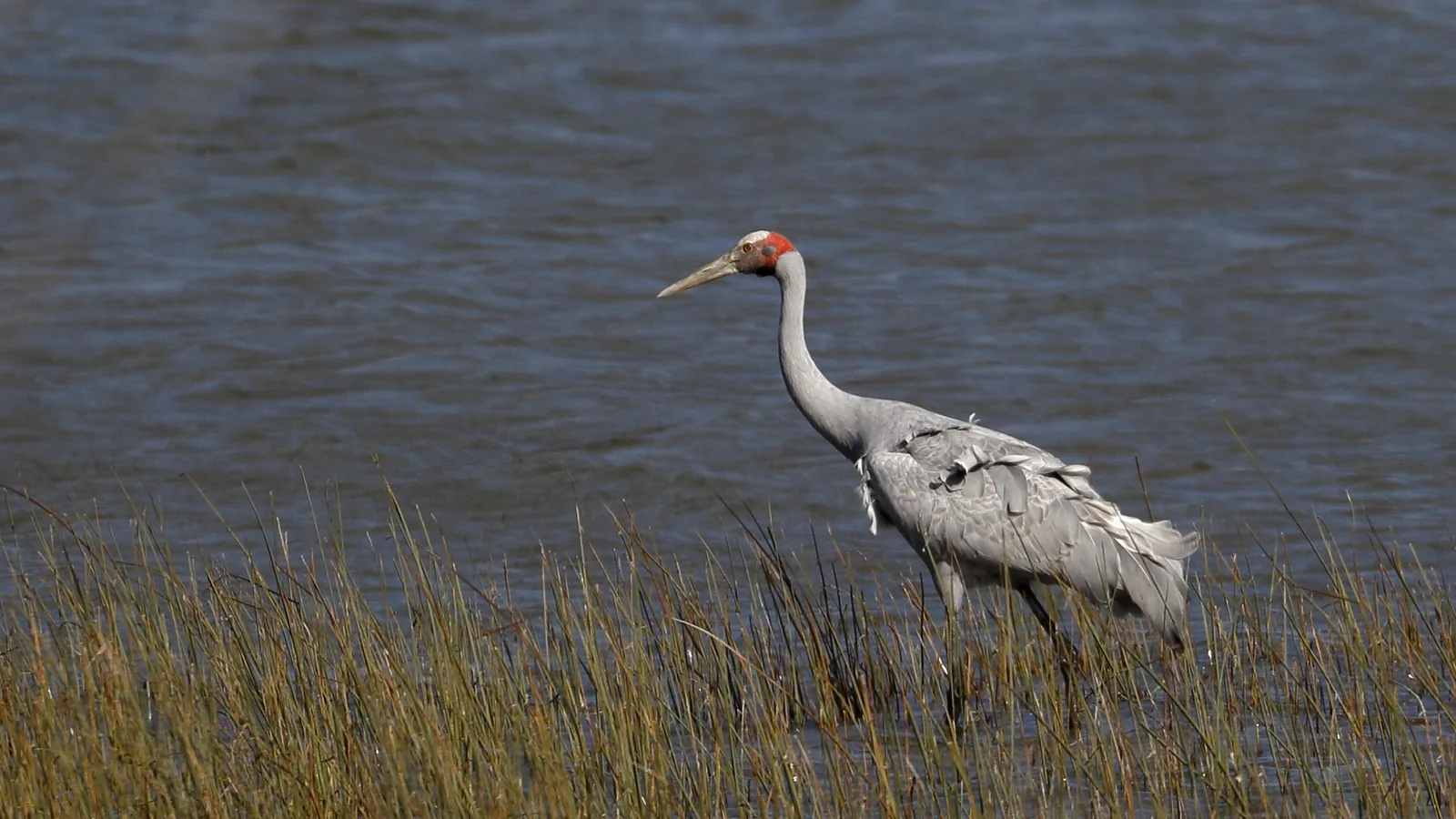 Brolga wading at the edge of a reed bed, head raised and grey neck extended