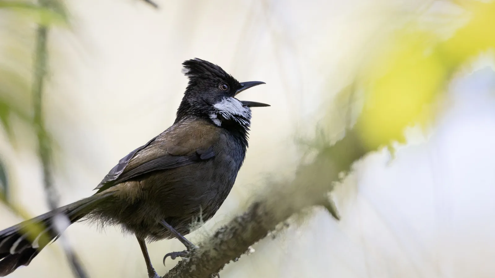 Eastern Whipbird calling from a mossy branch, beak open and crest raised
