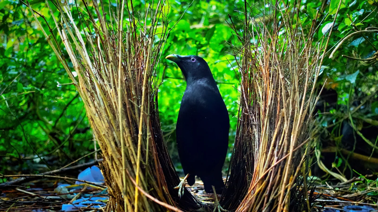 Male Satin Bowerbird standing in his bower, surrounded by collected blue objects
