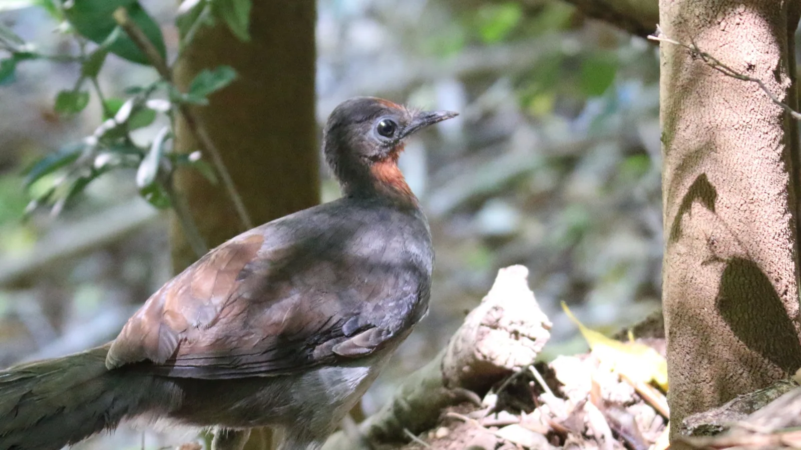 A Superb Lyrebird standing on the forest floor in profile, rufous throat visible, long tail trailing behind