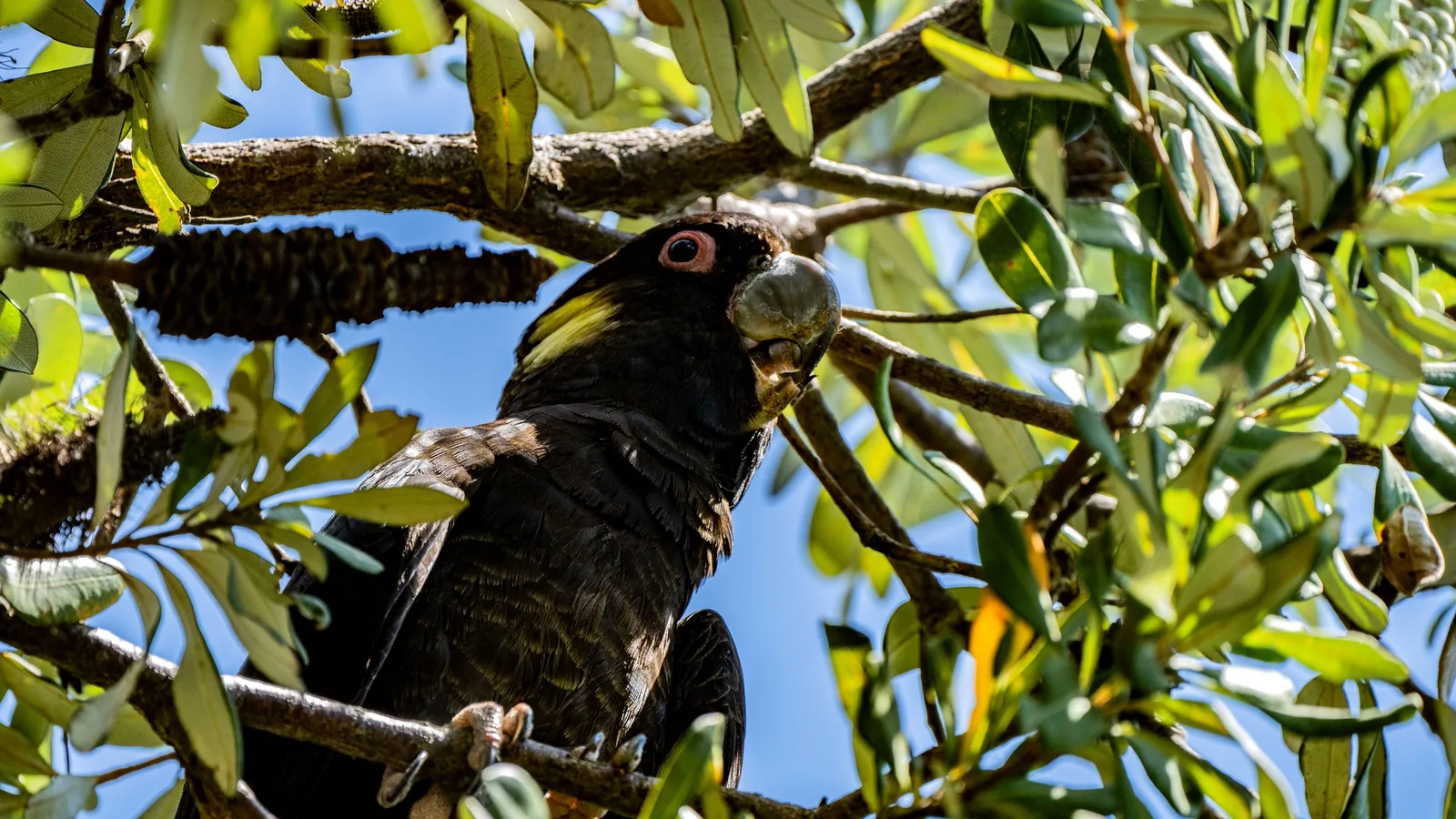 Yellow-tailed Black Cockatoo perched in a banksia tree against blue sky, showing its yellow cheek patch and pale bill